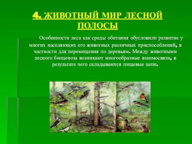 4. ЖИВОТНЫЙ МИР ЛЕСНОЙ ПОЛОСЫ Особенности леса как среды обитания обусловили развитие