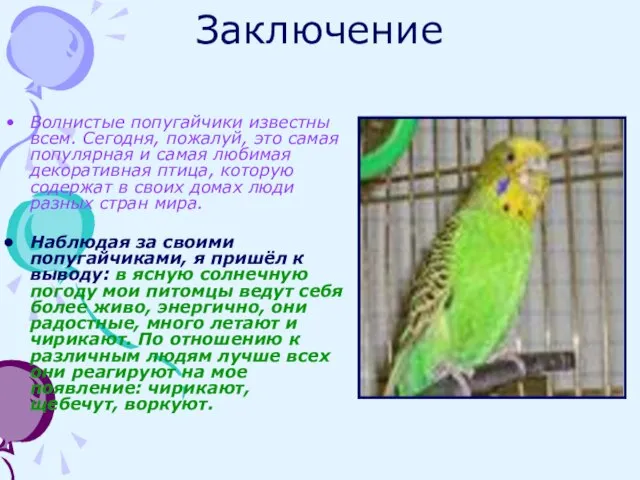 Заключение Волнистые попугайчики известны всем. Сегодня, пожалуй, это самая популярная и самая