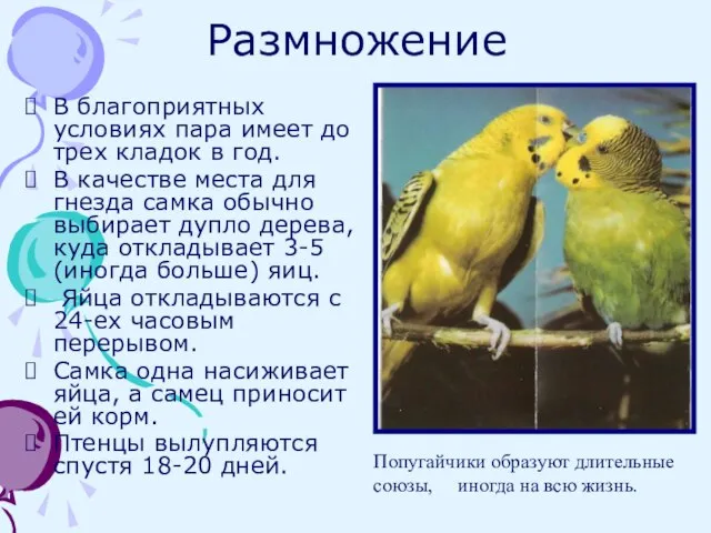 Размножение В благоприятных условиях пара имеет до трех кладок в год. В