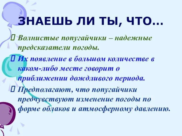 ЗНАЕШЬ ЛИ ТЫ, ЧТО… Волнистые попугайчики – надежные предсказатели погоды. Их появление