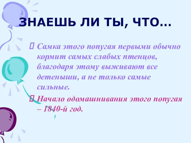 ЗНАЕШЬ ЛИ ТЫ, ЧТО… Самка этого попугая первыми обычно кормит самых слабых