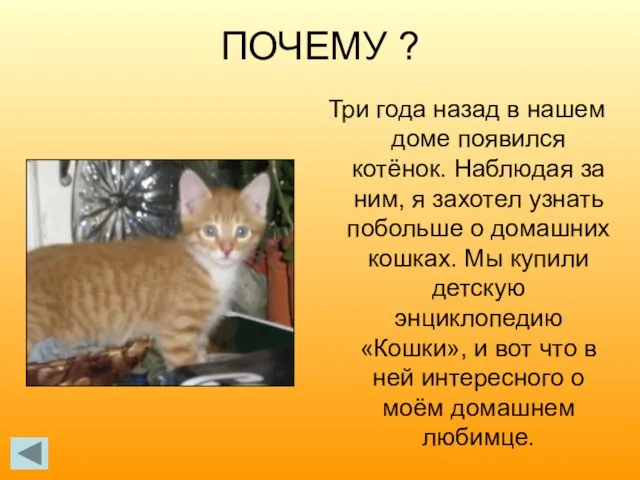 ПОЧЕМУ ? Три года назад в нашем доме появился котёнок. Наблюдая за