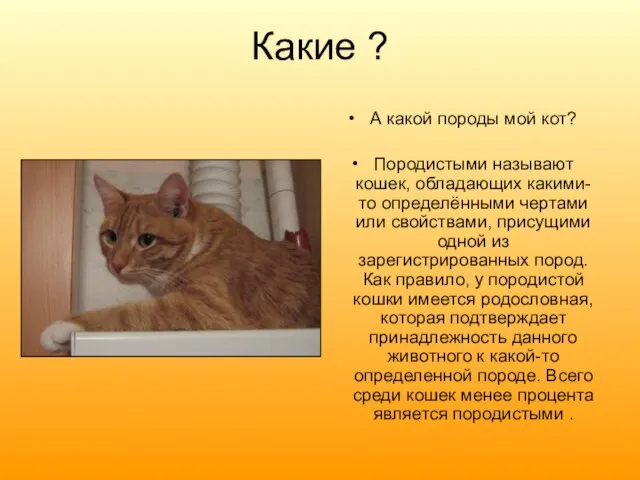 Какие ? А какой породы мой кот? Породистыми называют кошек, обладающих какими-то