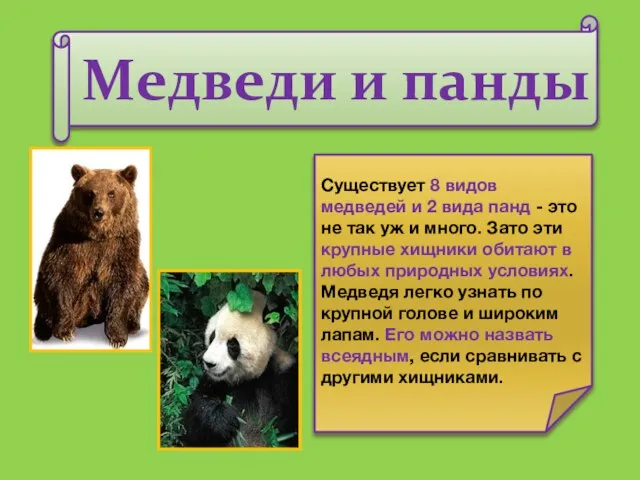 Медведи и панды Существует 8 видов медведей и 2 вида панд -