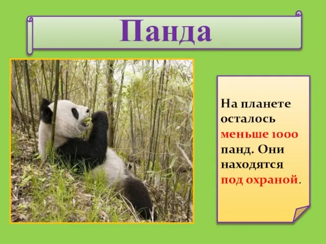 Панда На планете осталось меньше 1000 панд. Они находятся под охраной.