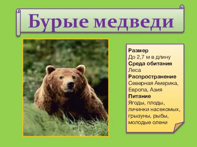 Бурые медведи Размер. До 2,7 м в длину Среда обитания. Леса Распространение.