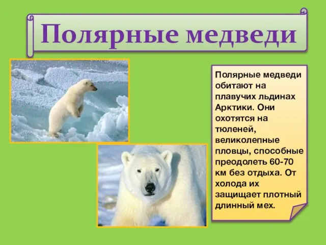 Полярные медведи Полярные медведи обитают на плавучих льдинах Арктики. Они охотятся на