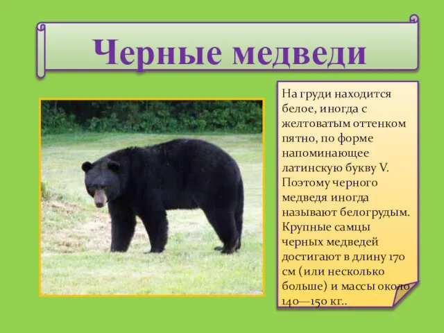 Черные медведи На груди находится белое, иногда с желтоватым оттенком пятно, по