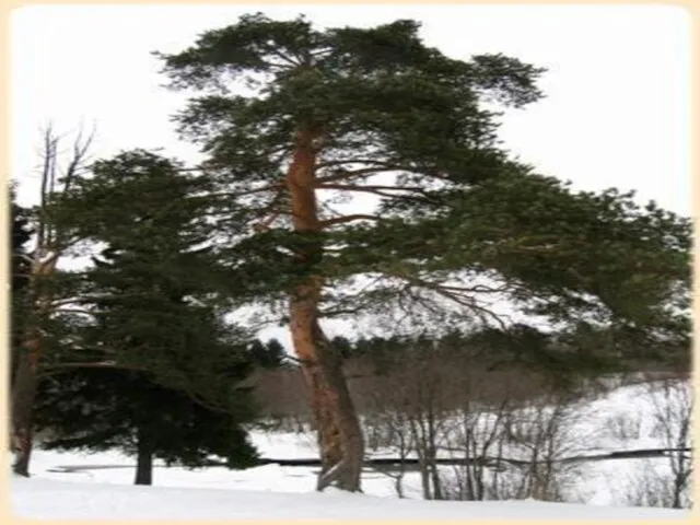 Название какого очень распространённого дерева состоит из четырёх предлогов? с-о-с-на