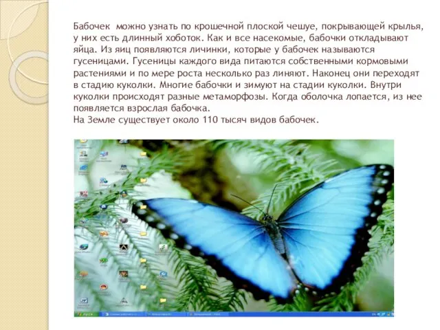Бабочек можно узнать по крошечной плоской чешуе, покрывающей крылья, у них есть