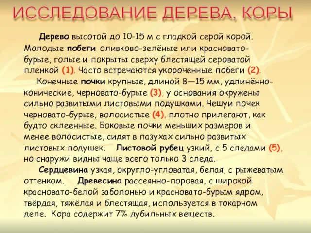 Дерево высотой до 10-15 м с гладкой серой корой. Молодые побеги оливково-зелёные