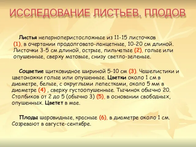 Листья непарноперистосложные из 11-15 листочков (1), в очертании продолговато-ланцетные, 10-20 см длиной.