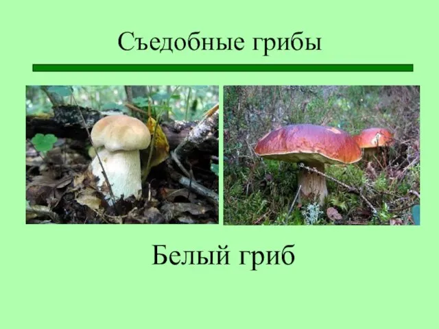 Съедобные грибы Белый гриб