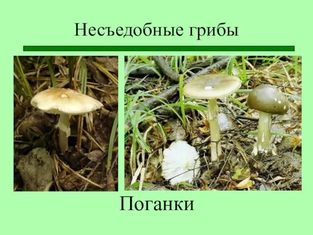 Несъедобные грибы Поганки