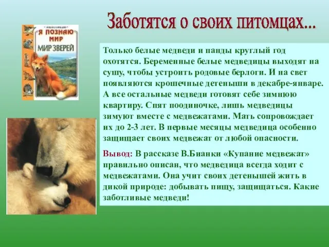 Только белые медведи и панды круглый год охотятся. Беременные белые медведицы выходят