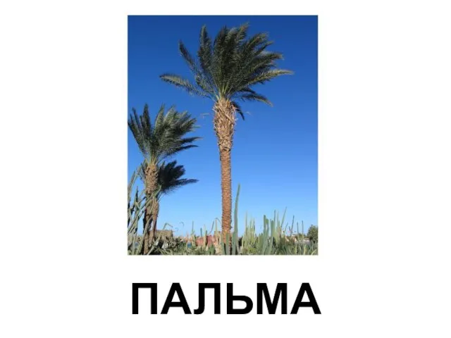 ПАЛЬМА