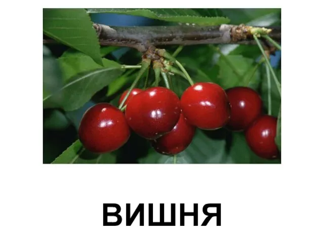 ВИШНЯ