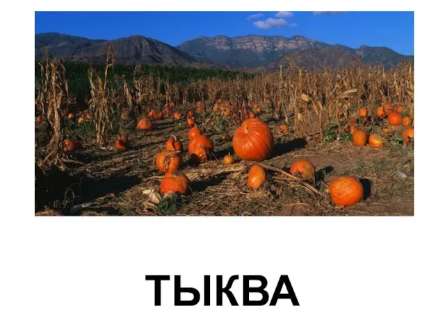 ТЫКВА