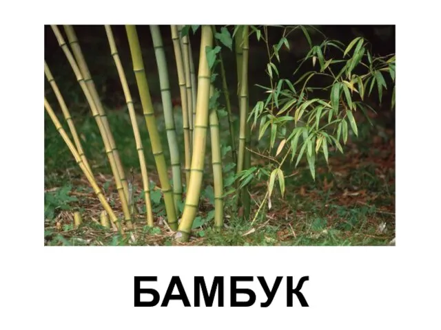 БАМБУК