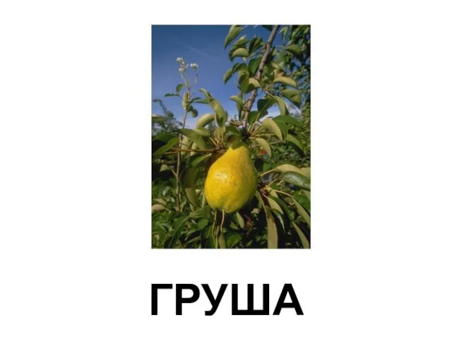 ГРУША