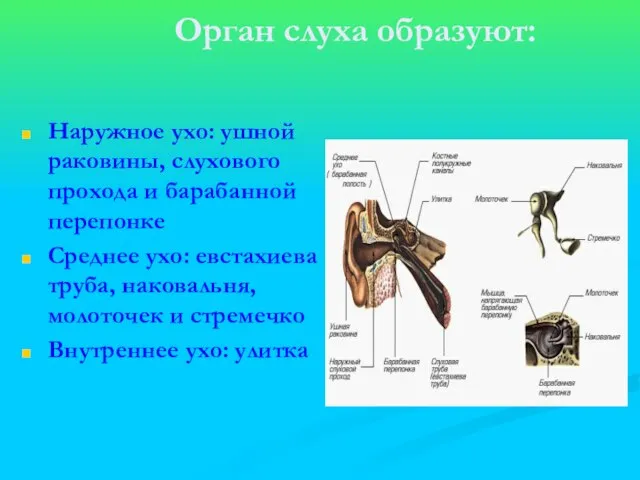 Орган слуха образуют: Наружное ухо: ушной раковины, слухового прохода и барабанной перепонке