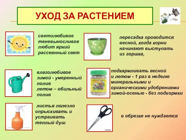 УХОД ЗА РАСТЕНИЕМ влаголюбивое зимой - умеренный полив летом – обильный полив