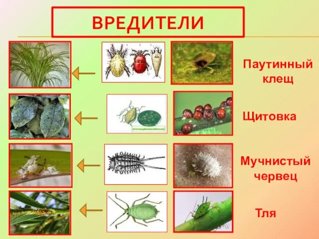 ВРЕДИТЕЛИ Мучнистый червец Тля Паутинный клещ Щитовка