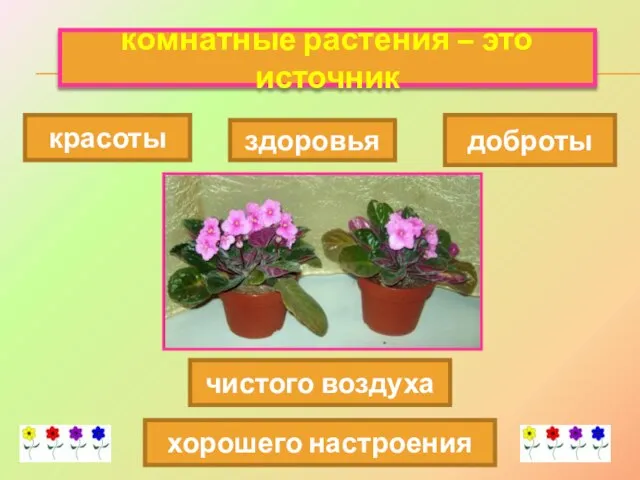 комнатные растения – это источник красоты хорошего настроения доброты чистого воздуха здоровья