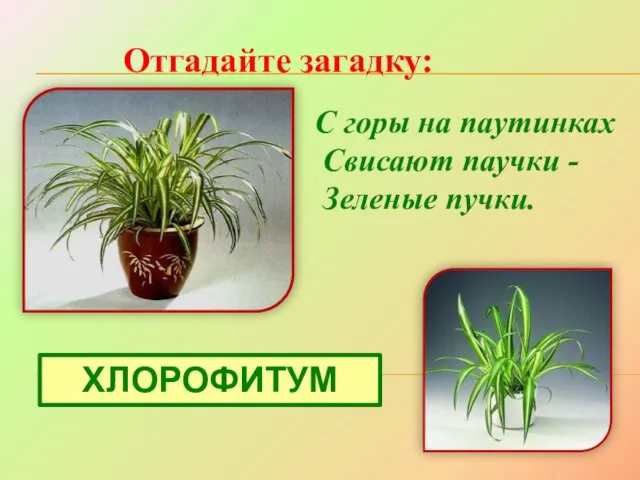 ХЛОРОФИТУМ Отгадайте загадку: С горы на паутинках Свисают паучки - Зеленые пучки.