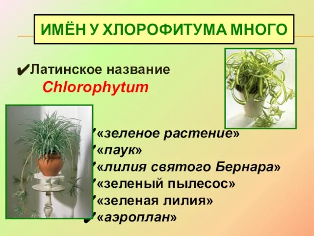 ИМЁН У ХЛОРОФИТУМА МНОГО Латинское название Chlorophytum «зеленое растение» «паук» «лилия святого