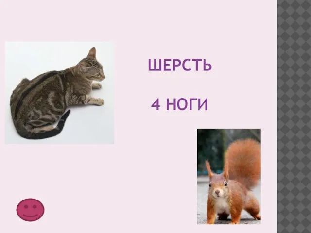 Шерсть 4 ноги