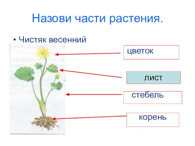 лист Назови части растения. Чистяк весенний цветок стебель корень