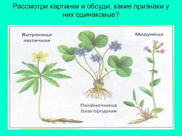 Рассмотри картинки и обсуди, какие признаки у них одинаковые?