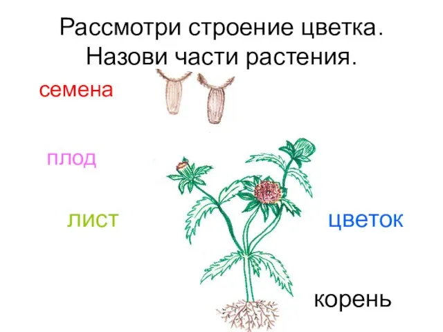 Рассмотри строение цветка. Назови части растения. семена плод лист цветок корень