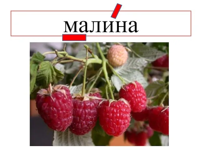 малина