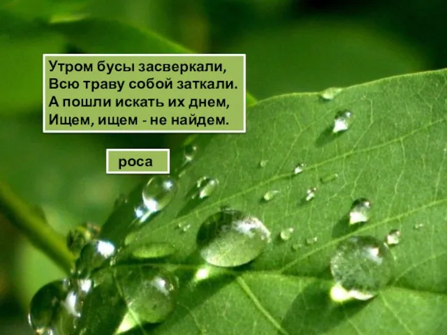 Утром бусы засверкали, Всю траву собой заткали. А пошли искать их днем,