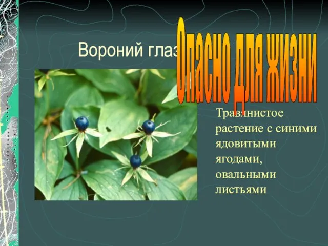 Вороний глаз Травянистое растение с синими ядовитыми ягодами, овальными листьями Опасно для жизни