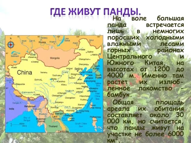 На воле большая панда встречается лишь в немногих поросших холодными влажными лесами