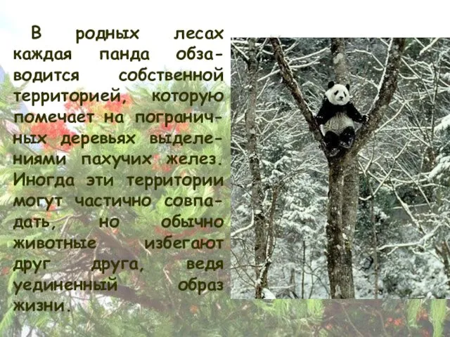 В родных лесах каждая панда обза-водится собственной территорией, которую помечает на погранич-ных