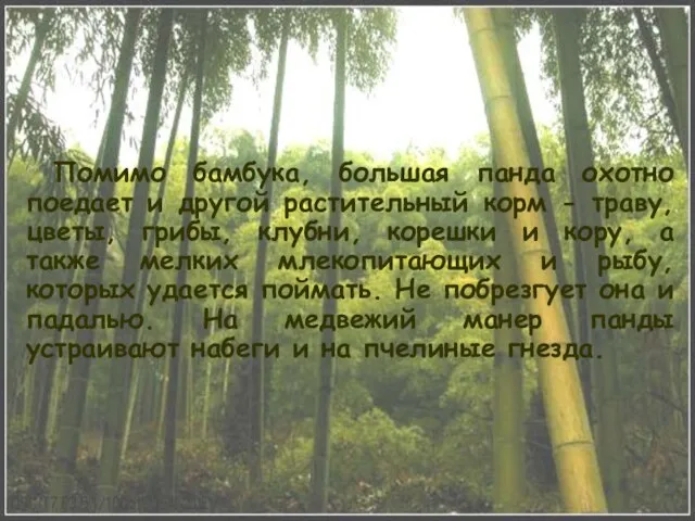 Помимо бамбука, большая панда охотно поедает и другой растительный корм - траву,