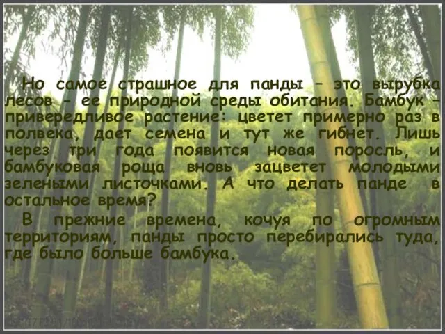 Но самое страшное для панды – это вырубка лесов - ее природной