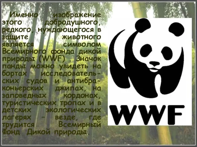 Именно изображение этого добродушного, редкого, нуждающегося в защите животного является символом Всемирного