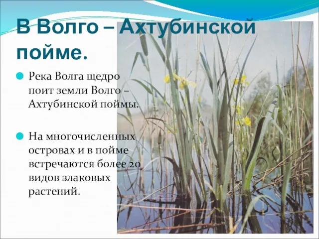 В Волго – Ахтубинской пойме. Река Волга щедро поит земли Волго –Ахтубинской