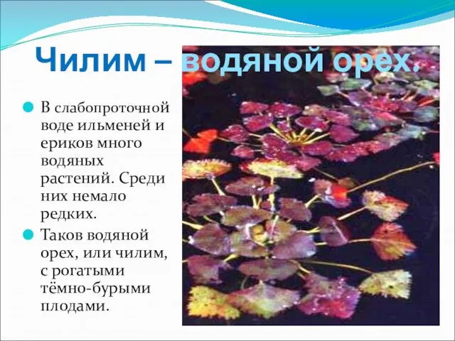 Чилим – водяной орех. В слабопроточной воде ильменей и ериков много водяных