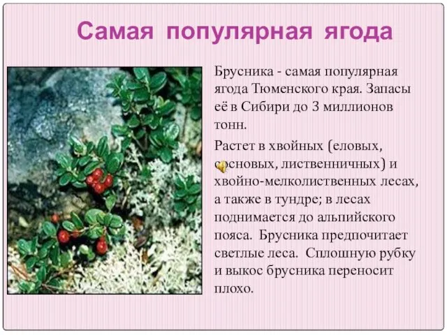 Самая популярная ягода Брусника - самая популярная ягода Тюменского края. Запасы её
