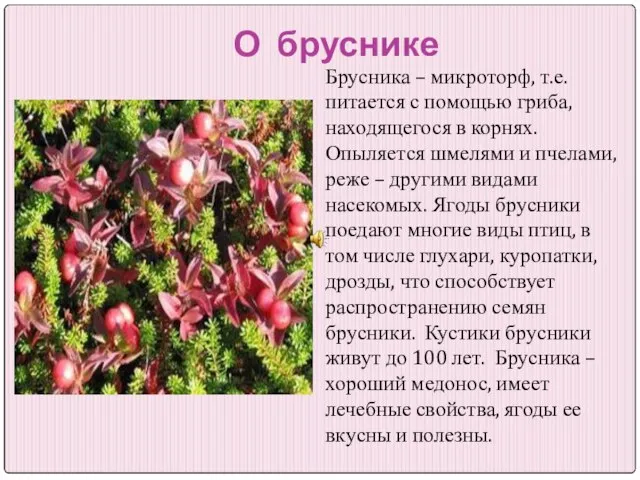 О бруснике Брусника – микроторф, т.е. питается с помощью гриба, находящегося в