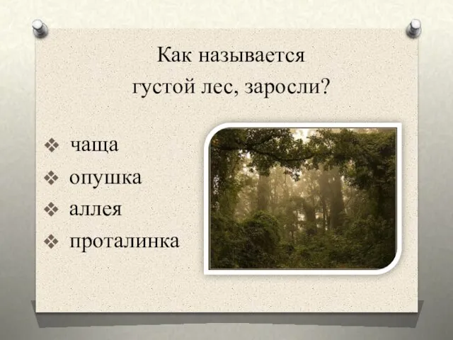 опушка аллея проталинка Как называется густой лес, заросли? чаща