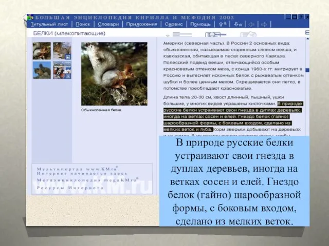 В природе русские белки устраивают свои гнезда в дуплах деревьев, иногда на