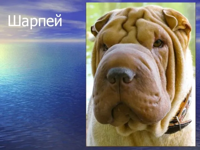 Шарпей