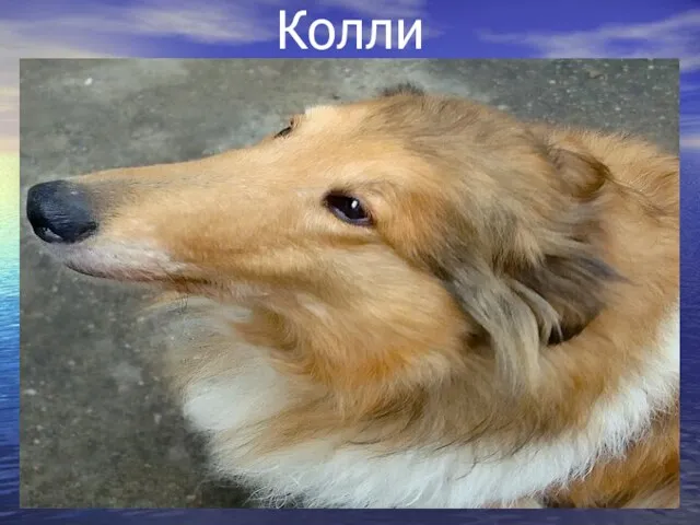 Колли